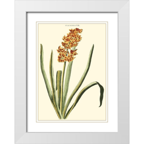 Antique Hyacinth VIII White Modern Wood Framed Art Print with Double Matting by Trew, Christopher J.