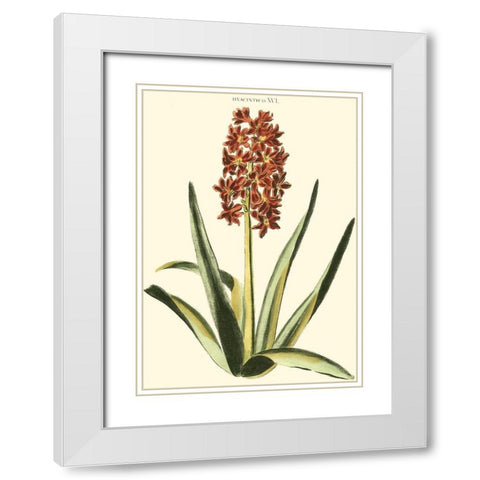 Antique Hyacinth XVI White Modern Wood Framed Art Print with Double Matting by Trew, Christopher J.