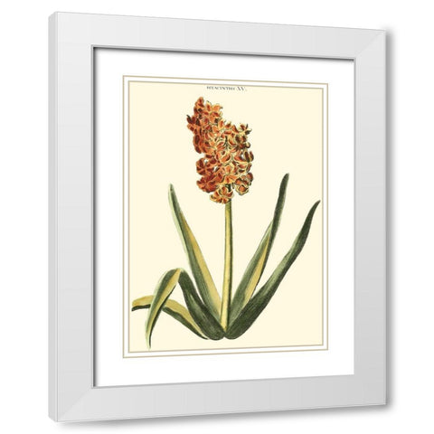 Antique Hyacinth XV White Modern Wood Framed Art Print with Double Matting by Trew, Christopher J.