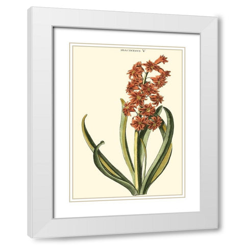 Antique Hyacinth V White Modern Wood Framed Art Print with Double Matting by Trew, Christopher J.