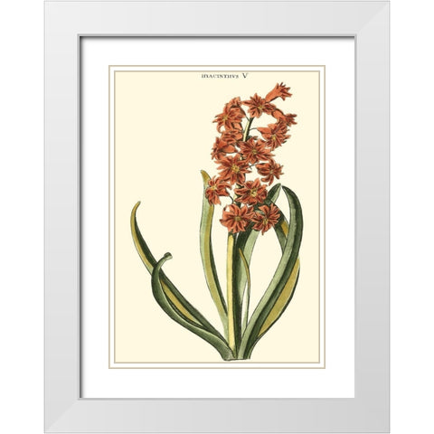 Antique Hyacinth V White Modern Wood Framed Art Print with Double Matting by Trew, Christopher J.