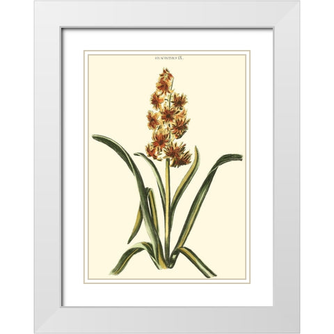 Antique Hyacinth IX White Modern Wood Framed Art Print with Double Matting by Trew, Christopher J.
