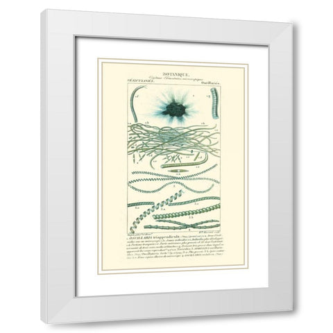 Turpin Botany IV White Modern Wood Framed Art Print with Double Matting by Turpin