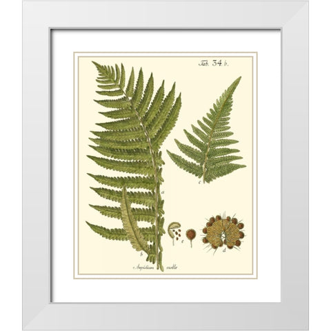 Small Antique Fern III White Modern Wood Framed Art Print with Double Matting by Vision Studio