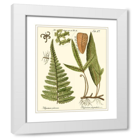 Small Antique Fern IV White Modern Wood Framed Art Print with Double Matting by Vision Studio