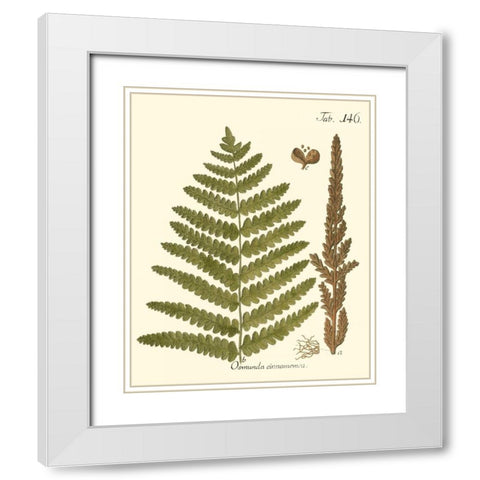 Small Antique Fern VI White Modern Wood Framed Art Print with Double Matting by Vision Studio