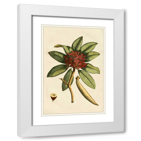 Small Seasonal Foliage III White Modern Wood Framed Art Print with Double Matting by Vision Studio