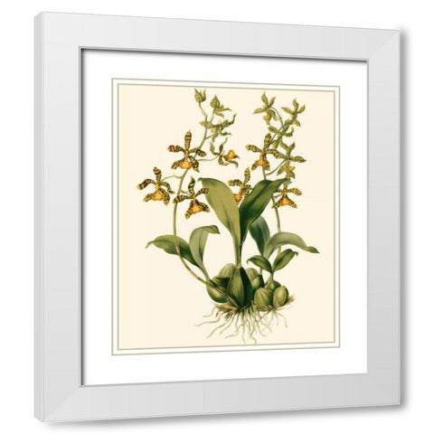 Orchid Array II White Modern Wood Framed Art Print with Double Matting by Drake