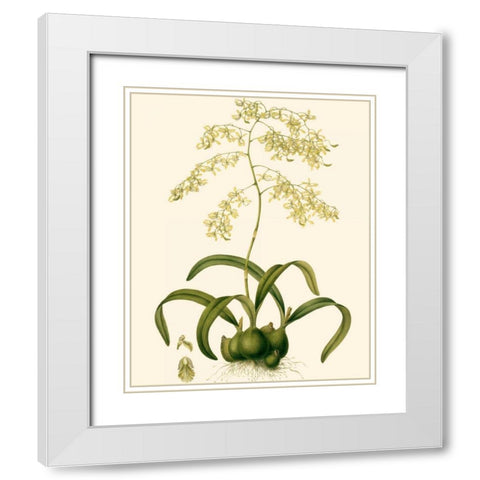 Orchid Array III White Modern Wood Framed Art Print with Double Matting by Drake