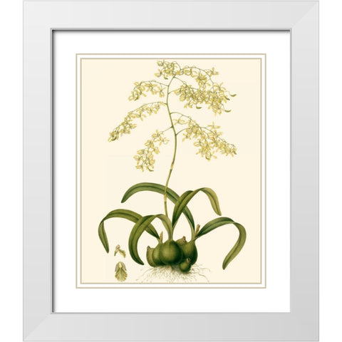 Orchid Array III White Modern Wood Framed Art Print with Double Matting by Drake