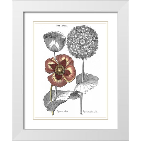 Tinted Floral II White Modern Wood Framed Art Print with Double Matting by Besler, Basilius