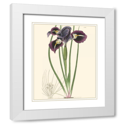 Elegant Iris II White Modern Wood Framed Art Print with Double Matting by Curtis