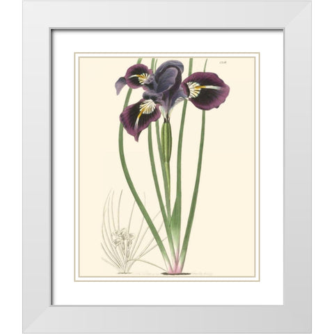 Elegant Iris II White Modern Wood Framed Art Print with Double Matting by Curtis