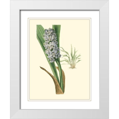 Tropical Fancy III White Modern Wood Framed Art Print with Double Matting by Edmonston-Douglas