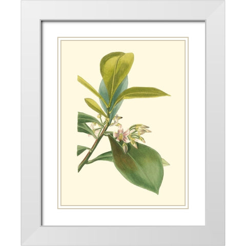 Tropical Fancy IV White Modern Wood Framed Art Print with Double Matting by Edmonston-Douglas