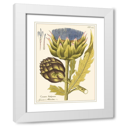 Artichoke, Pl. 462 White Modern Wood Framed Art Print with Double Matting by Unknown