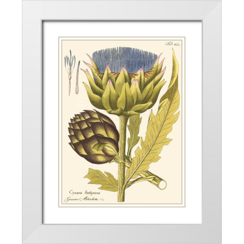 Artichoke, Pl. 462 White Modern Wood Framed Art Print with Double Matting by Unknown