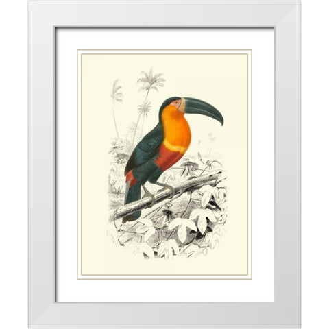 Birds of Costa Rica I White Modern Wood Framed Art Print with Double Matting by DOrbigny, M.Charles