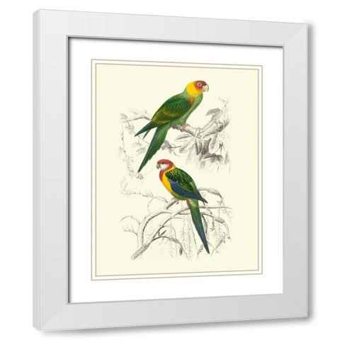 Birds of Costa Rica IV White Modern Wood Framed Art Print with Double Matting by DOrbigny, M.Charles