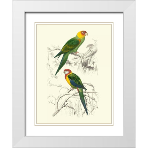 Birds of Costa Rica IV White Modern Wood Framed Art Print with Double Matting by DOrbigny, M.Charles