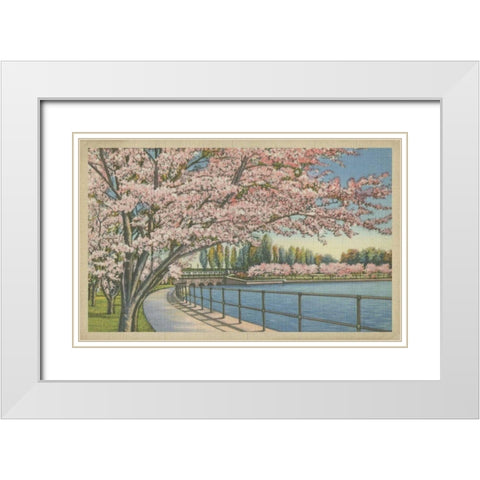 Cherry Blossoms, Potomac Park White Modern Wood Framed Art Print with Double Matting by Unknown