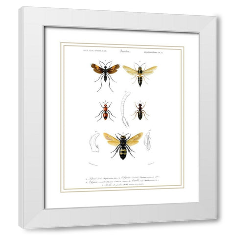 Antique Bees I White Modern Wood Framed Art Print with Double Matting by Blanchard