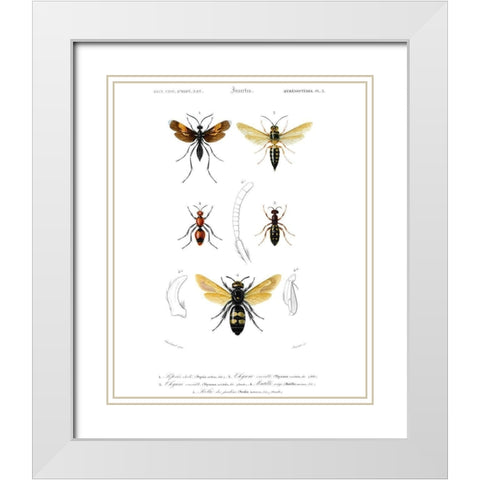 Antique Bees I White Modern Wood Framed Art Print with Double Matting by Blanchard