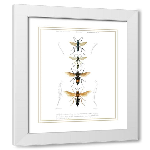 Antique Bees II White Modern Wood Framed Art Print with Double Matting by Blanchard