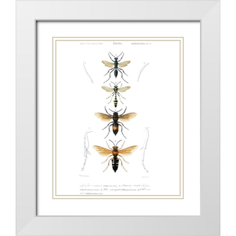 Antique Bees II White Modern Wood Framed Art Print with Double Matting by Blanchard