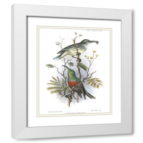 Birds in Nature I White Modern Wood Framed Art Print with Double Matting by Keulemans, J.C.