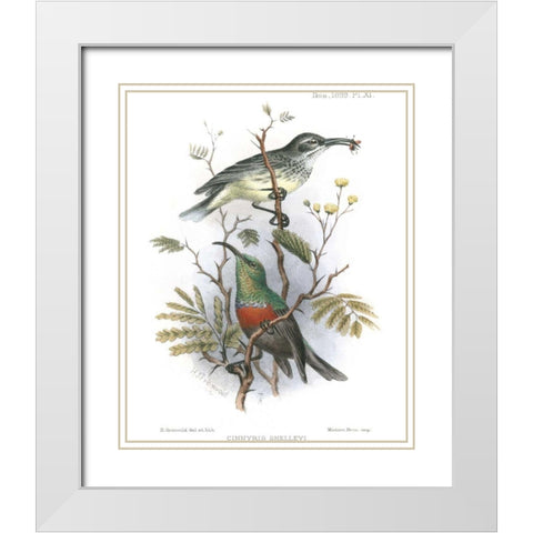 Birds in Nature I White Modern Wood Framed Art Print with Double Matting by Keulemans, J.C.