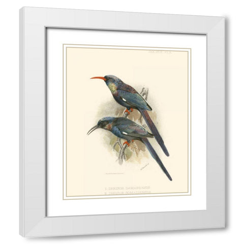 Birds in Nature III White Modern Wood Framed Art Print with Double Matting by Keulemans, J.C.