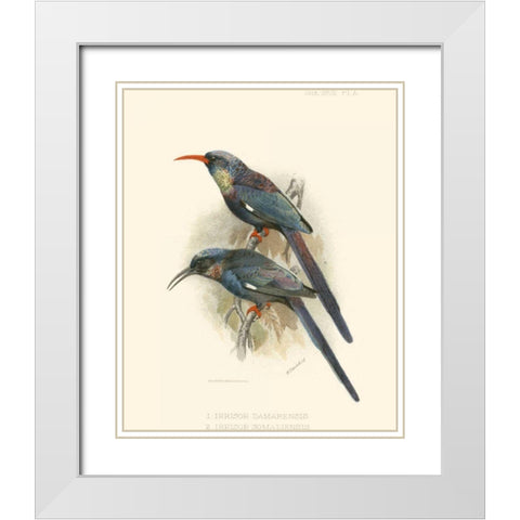 Birds in Nature III White Modern Wood Framed Art Print with Double Matting by Keulemans, J.C.