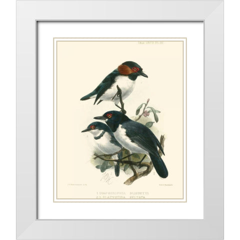 Birds in Nature IV White Modern Wood Framed Art Print with Double Matting by Keulemans, J.C.