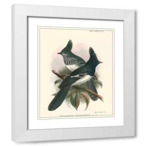 Birds in Nature V White Modern Wood Framed Art Print with Double Matting by Keulemans, J.C.