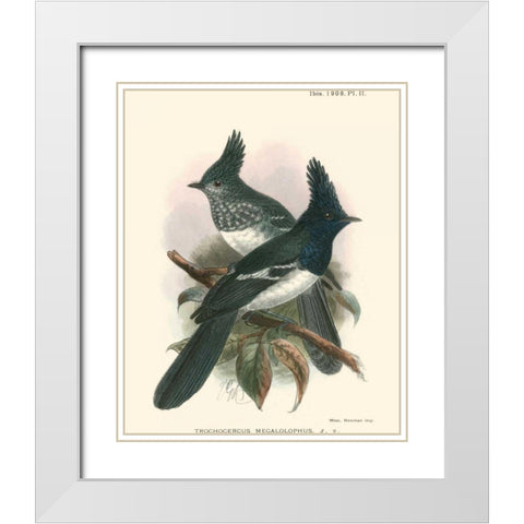 Birds in Nature V White Modern Wood Framed Art Print with Double Matting by Keulemans, J.C.