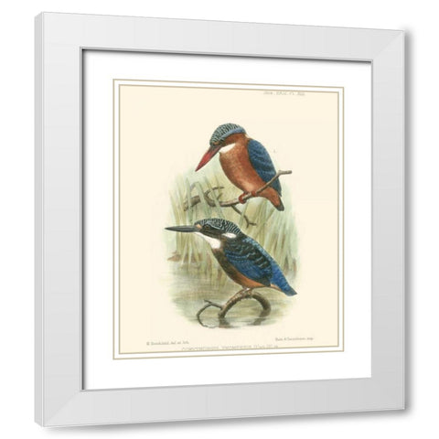 Birds in Nature VI White Modern Wood Framed Art Print with Double Matting by Keulemans, J.C.