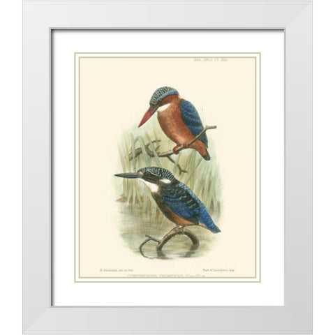 Birds in Nature VI White Modern Wood Framed Art Print with Double Matting by Keulemans, J.C.
