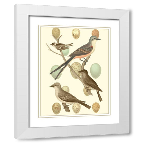 British Birds and Eggs I White Modern Wood Framed Art Print with Double Matting by Vision Studio