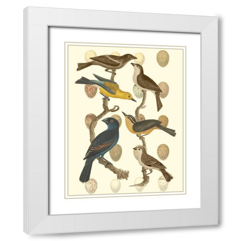 British Birds and Eggs IV White Modern Wood Framed Art Print with Double Matting by Vision Studio