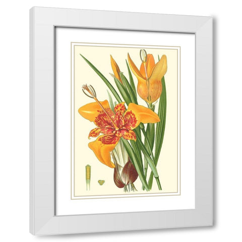 Striking Lilies I White Modern Wood Framed Art Print with Double Matting by Step, Edward