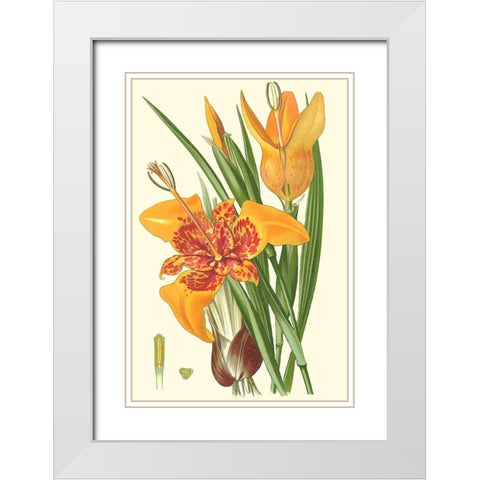 Striking Lilies I White Modern Wood Framed Art Print with Double Matting by Step, Edward