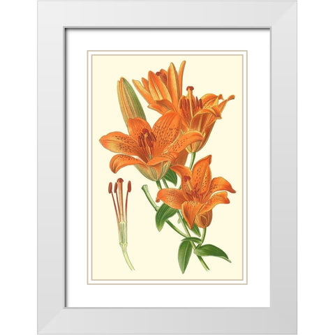Striking Lilies II White Modern Wood Framed Art Print with Double Matting by Step, Edward