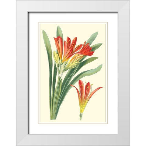 Striking Lilies III White Modern Wood Framed Art Print with Double Matting by Step, Edward