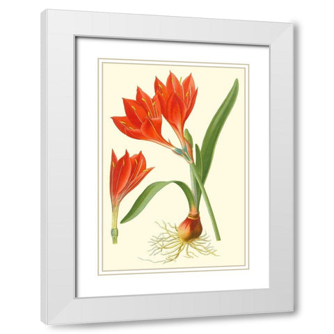 Striking Lilies IV White Modern Wood Framed Art Print with Double Matting by Step, Edward