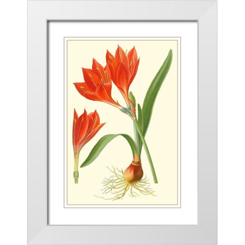 Striking Lilies IV White Modern Wood Framed Art Print with Double Matting by Step, Edward