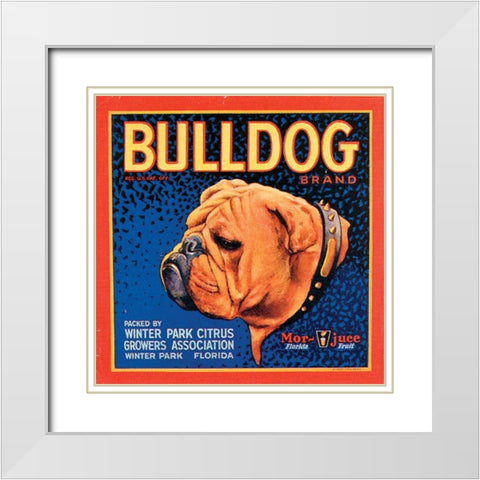 Bull Dog White Modern Wood Framed Art Print with Double Matting by Vision Studio