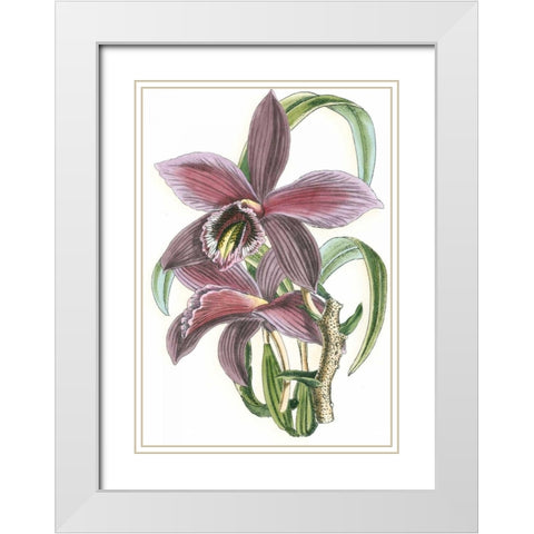 Lilac Orchid I White Modern Wood Framed Art Print with Double Matting by Vision Studio