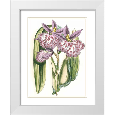 Lilac Orchid II White Modern Wood Framed Art Print with Double Matting by Vision Studio