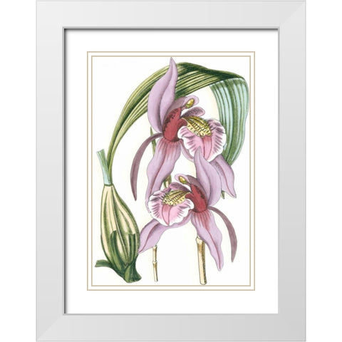 Lilac Orchid III White Modern Wood Framed Art Print with Double Matting by Vision Studio